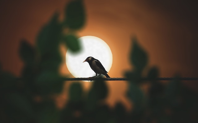 Two Poems By Pakistani Poet, Iraj Shariq